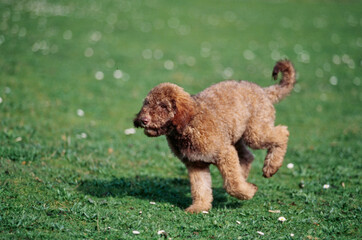 A Labradoodle puppy on grass