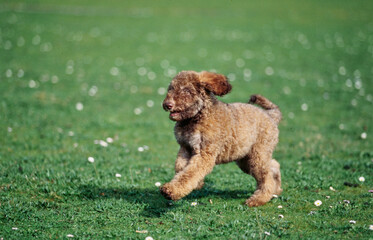 A Labradoodle puppy on grass