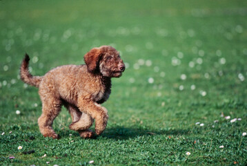 A Labradoodle puppy on grass