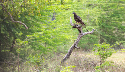Oriental honey buzzard bird perch on a dead tree, with a beautiful tropical forest scenery in Yala...