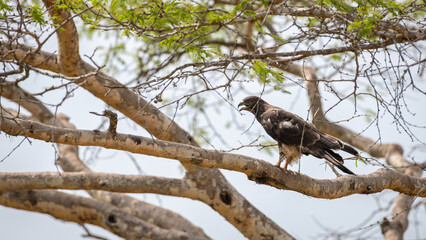 Crested honey buzzard male bird perch on a tree branch, loud callings, open beak.