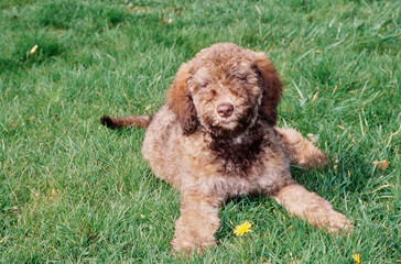A Labradoodle on grass