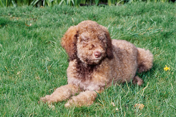 A Labradoodle on grass