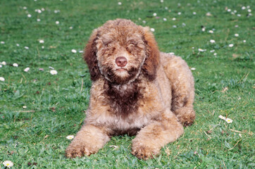 Fototapeta premium A Labradoodle on grass