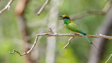 Colorful little green bee-eater bird perch on a bare tree branch, bird chirping loudly, Cute bee-eater Spotted in Yala national park, Sri Lanka.