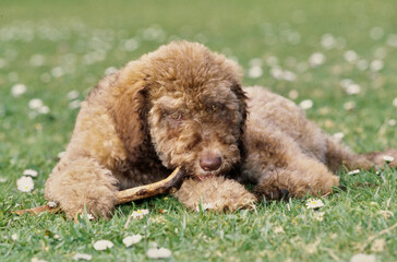 A Labradoodle on grass