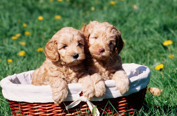 Two Labradoodle puppies in a basket
