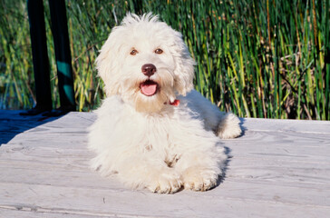 A Labradoodle on a wooden pier