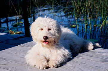 A Labradoodle on a wooden pier