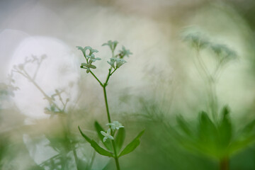 Magiczne zdjęcie kwiatka nad rzeką. Zarys białego kwiatostanu na tle rozbłysków światła na wodzie. Rozogniskowane kręgi świetlne. Bokeh, close-up, zbliżenie,  art. © Tomasz