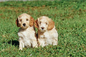 Two Labradoodle puppies in grass