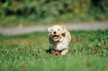 A Labradoodle puppy in grass