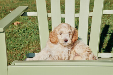 A Labradoodle puppy on a chair