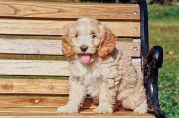 A Labradoodle puppy on a bench