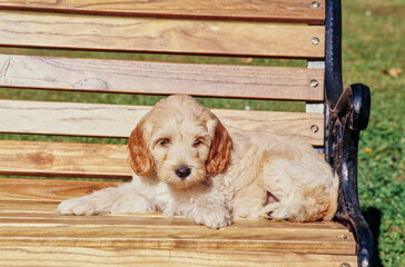A Labradoodle puppy on a bench