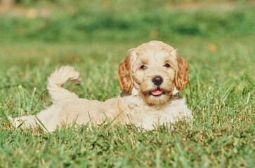 A Labradoodle puppy on grass