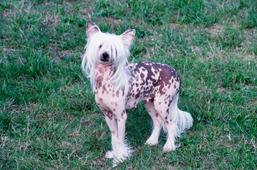 A Chinese crested hairless dog on grass