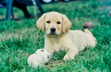 Yellow lab puppy in grass with toy