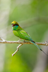 Asian green bee-eater (Merops Orientalis) perch close up portraiture shot, looking at the camera and chirping loudly, birds perch against Soft natural bokeh background.