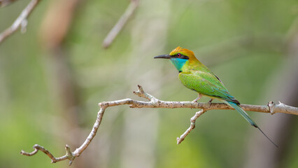 Obraz premium Asian gree bee-eater bird side view, a close-up profile shot of a colorful photogenic bird.