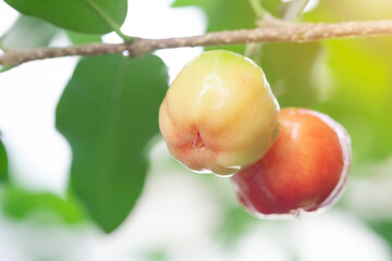 Acerola cherry of thailand on three. Select  focus, Barbados cherry, Malpighia emarginata, high vitamin. Acerola fruit.