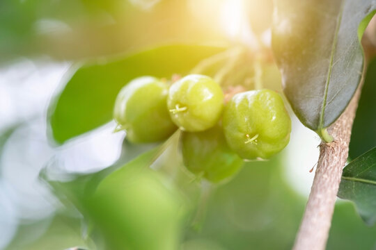 Acerola cherry of thailand on three. Select  focus, Barbados cherry, Malpighia emarginata, high vitamin. Acerola fruit.