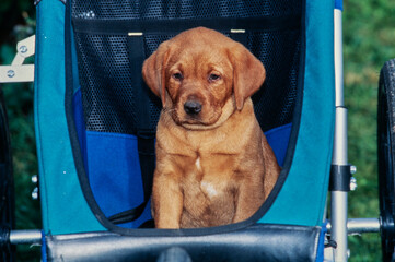 Red lab puppy in stroller