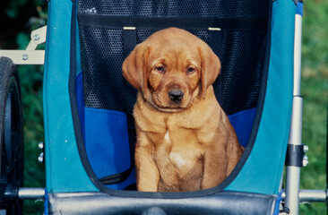 Red lab puppy in stroller