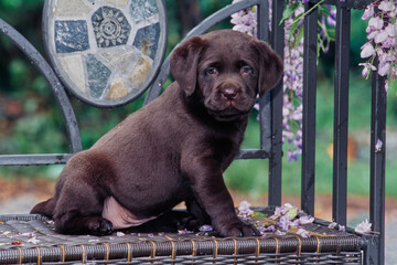 Chocolate lab on wicker seat bench