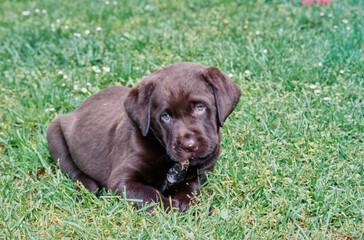 Chocolate lab in yard chewing stick
