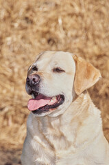 Obraz premium Yellow lab in front of golden grass
