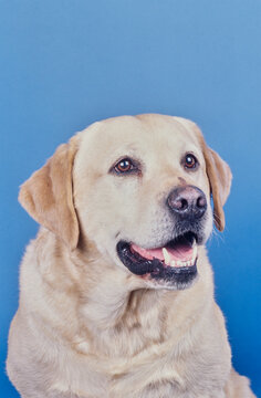 Yellow Lab Face On Light Blue Background