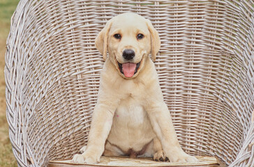 Yellow lab puppy in wicker chair