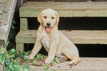 Yellow lab puppy on wooden stairs