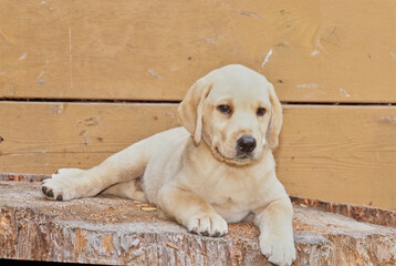Yellow lab puppy on trunk