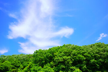 Obraz premium 春の空 新緑