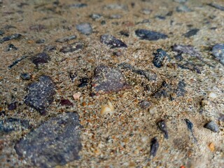 lichen on stone