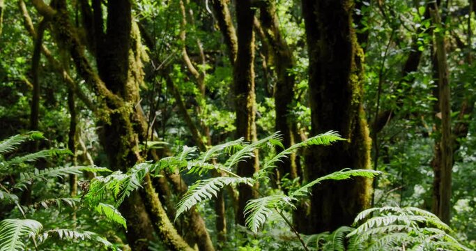 El Pijaral, La Ensillada, Cabeza de Tejo, walking through Bosque Encantado in Anaga Forest on Tenerife, Canary Islands, Spain.