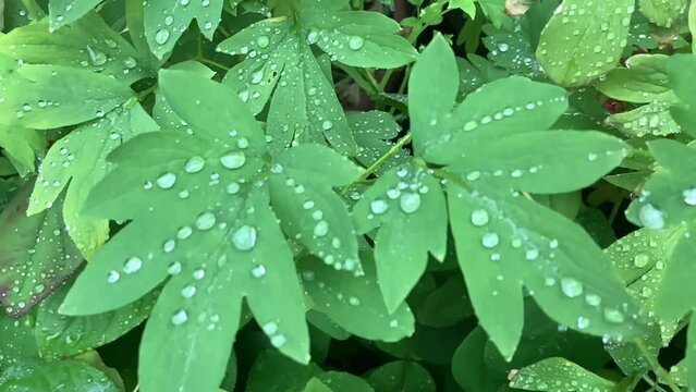 雨の雫と緑