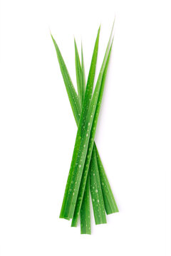 Tip of lemongrass leaf has water drop isolated on white background.
