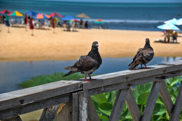 seagulls on the beach