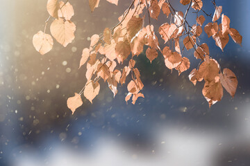 Blurred colorful autumn background. The sun's rays illuminate the golden leaves.