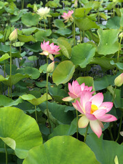 pink water lily