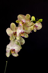 Beautiful branch of bright Phalaenopsis orchid flower, known as the Moth Orchid or Phal, against a blurred dark background. Selective focus. Place for text. Nature concept for design