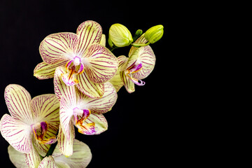 Beautiful branch of bright Phalaenopsis orchid flower, known as the Moth Orchid or Phal, against a blurred dark background. Selective focus. Place for text. Nature concept for design - 512256011
