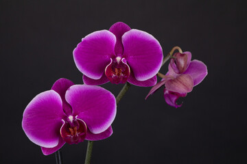 Beautiful branch of bright Phalaenopsis orchid flower, known as the Moth Orchid or Phal, against a blurred dark background. Selective focus. Place for text. Nature concept for design - 512256012