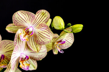 Beautiful branch of bright Phalaenopsis orchid flower, known as the Moth Orchid or Phal, against a blurred dark background. Selective focus. Place for text. Nature concept for design - 512256016