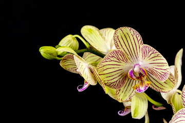 Beautiful branch of bright Phalaenopsis orchid flower, known as the Moth Orchid or Phal, against a blurred dark background. Selective focus. Place for text. Nature concept for design - 512256017