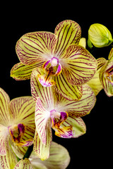 Beautiful branch of bright Phalaenopsis orchid flower, known as the Moth Orchid or Phal, against a blurred dark background. Selective focus. Place for text. Nature concept for design - 512256018