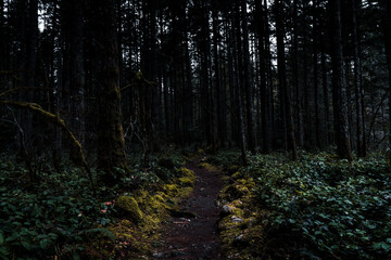 Obraz premium forest path in the early morning